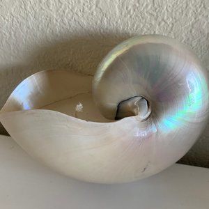 Pearlized White Nautilus Seashell Candle 7"-8"